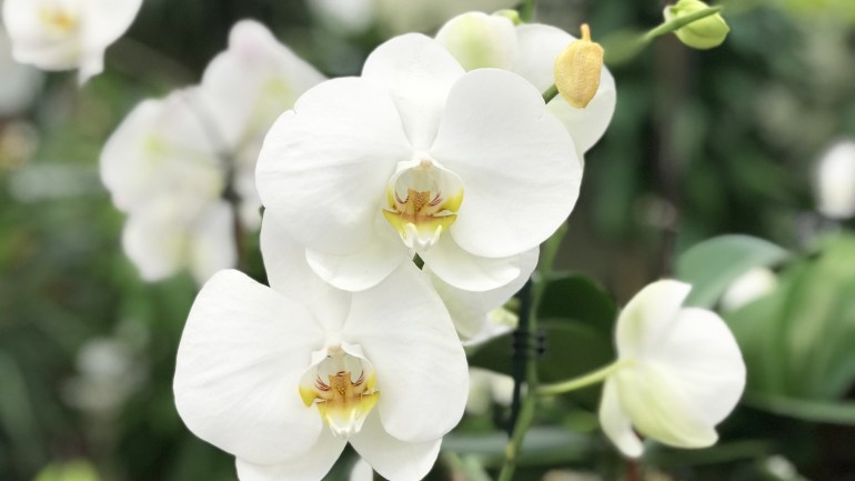 Orchid Plants - 7 Strategies to Guarantee Healthier Orchids
