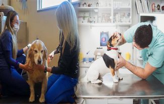 The Promise Of Precision Medicine For Dogs