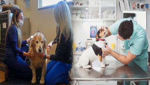 The Promise Of Precision Medicine For Dogs