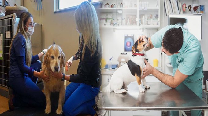 The Promise Of Precision Medicine For Dogs