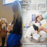 The Promise Of Precision Medicine For Dogs