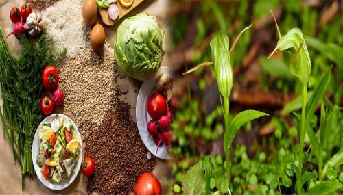 Why I Think Plant-Based Diets Are The Future