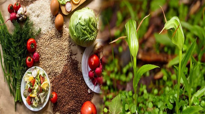 Why I Think Plant-Based Diets Are The Future