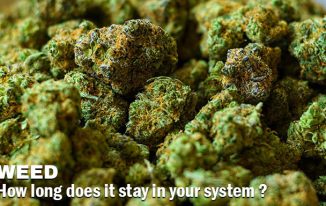 How Long Does Weed Stay in Your System?