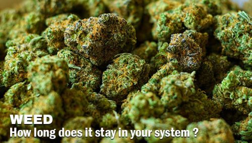 How Long Does Weed Stay in Your System?