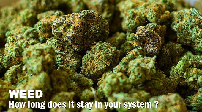 How Long Does Weed Stay in Your System?