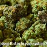 How Long Does Weed Stay in Your System?