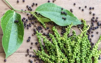Exploring the Versatility of Black Pepper in Enhancing Flavor and Unveiling its Nutritional Value and Potential Health Benefits